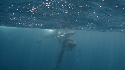 A humpback whale mum and calf sitting next to each other in crystal clear water.