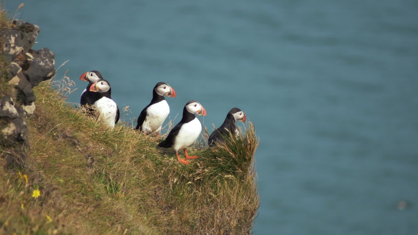 The stunning landscape around the Northern Icelandic birds. Shooting from afar of a family of puffin sitting on the grass and exploring the surrounding area. The concept of harmony and nature Royalty-Free Stock Footage #1078475030