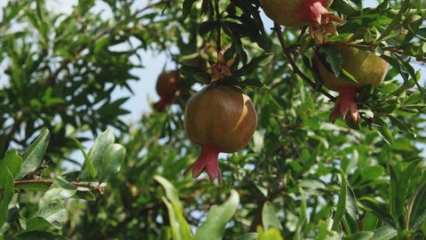Close-up of the pomegranate fruit on a tree rippling in the wind. The concept of agriculture