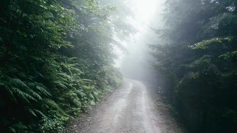 foggy forest road, Halloween mood, mysterious autumn landscape in rainy wood, horror scenery. High quality 4k footage