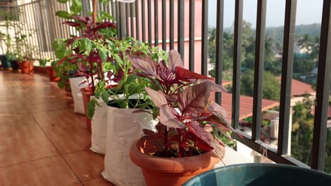 Growing red spinach organic kitchen garden terrace garden in balcony taking care of Chinese spinach plants watering spraying organic pesticides vegetables 4K slow motion video footage Kerala India.