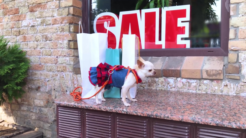 A mini Chihuahua stands near paper shopping bags near the inscription SALE. Expensive boutiques selling branded clothing. Pet in a dress. Shopaholism and shopping concept. Guard animal.
