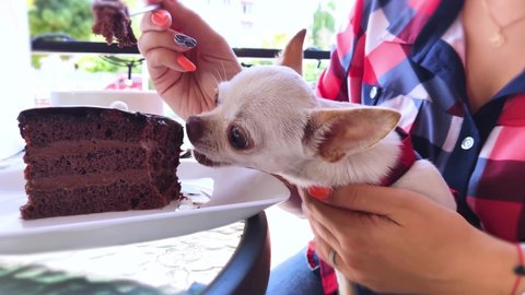 Glamorous girl feeds mini chihuahua with chocolate cake. Rest in a cafe. Improper handling of pets. Feeding dogs with chocolate. Pet in cute clothes. Dangerous habits and actions of people