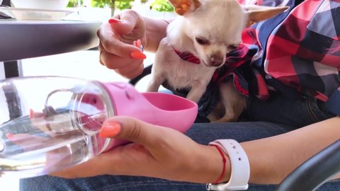 A mini chihuahua sits on the lap of its owner and drinks water from a dog drinker. Pet care concept. Portable container for water. Lifestyle for pets and people