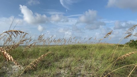 Sand dunes with sea oats and grass blowing gently along the coast on a summer day