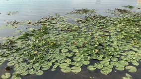 Water lilies on the lake. For video presentation, advertising, background.
