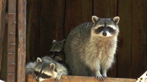 The raccoon (Procyon lotor) -predator, medium sized, often urban, popular in zoos