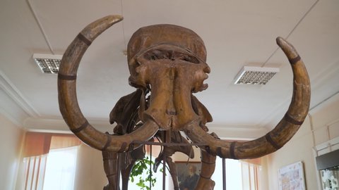 The skeleton of a mammoth in the Museum of Russia. Mammoth skeleton at an exhibition of ancient minerals. Penza Regional History Museum, Russia - May 20, 2021: Model and fossil mammoth bone.