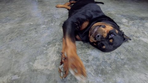 Rottweiler dog having a tingling or itching sensation,
affected with the need to scratch
