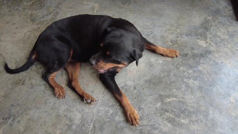 Rottweiler dog scratching itchy skin, dog having a tingling or itching sensation,
affected with the need to scratch