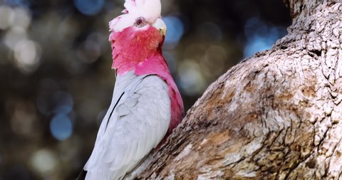 The Galah is also known as the pink and grey cockatoo. Outback Australia wildlife. Australia wildlife and tourism. Kangaroo island, South Australia. High-quality 4k footage