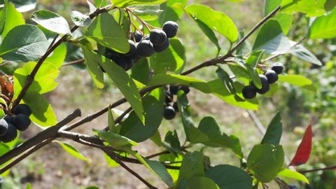 Black fruit and leafs in the wind (chokeberry)
