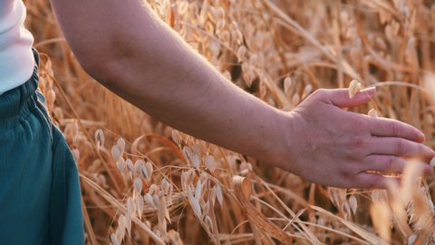 Woman's hand caressing oat ears in the field