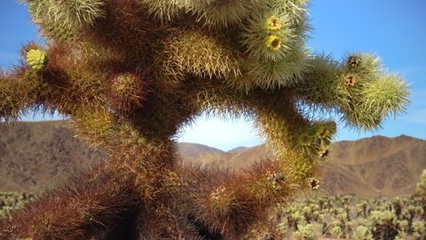 Оpuntia bigelovii (Teddy Bear Cholla), in the Cholla Cactus Garden Joshua Tree, CA