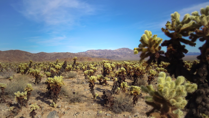 Оpuntia bigelovii (Teddy Bear Cholla), in the Cholla Cactus Garden Joshua Tree, CA