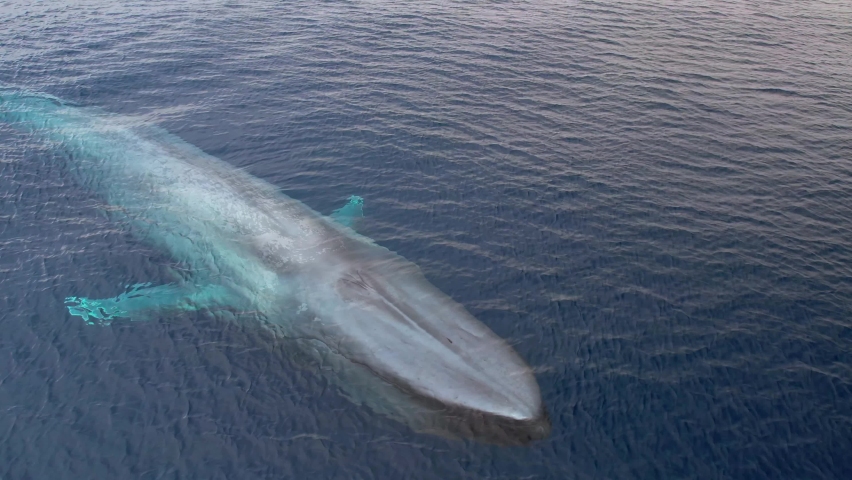 Extreme close up view of a Blue Whale Passing through the Pacific Ocean in amazing clarity demonstrating the enormous size of the world's largest animal. | Shutterstock HD Video #1078510985