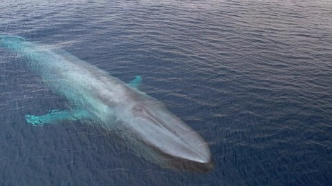 Extreme close up view of a Blue Whale Passing through the Pacific Ocean in amazing clarity demonstrating the enormous size of the world's largest animal.