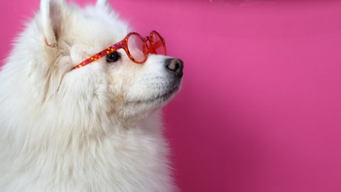 A cute funny dog ​​posing in the camera with glasses, Samoyed dog. White Samoyed dog in red glasses posing on a pink background.