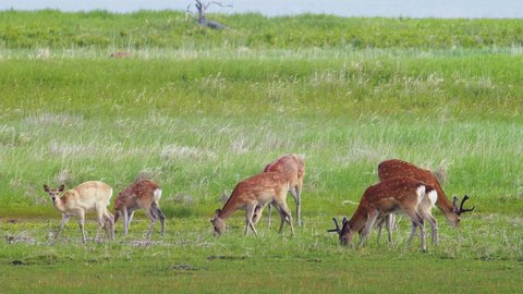 a flock of Hokkaido Sika Deer