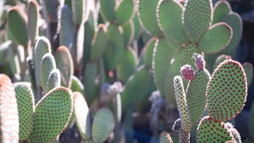 Cactus succulent plant, California USA. Desert flora, arid climate natural flower, botanical close up background. Green ornamental unusual houseplant. Gardening in America, grows with aloe and agave.