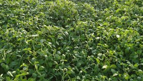 Green soybean leaves close up. Video review of agricultural yields