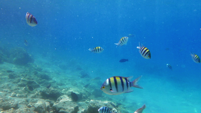 Underwater view school reef fish sergeant major, floating on tropical sea wildlife. Exotic striped damselfishes swimming in warm ocean water Royalty-Free Stock Footage #1078520282