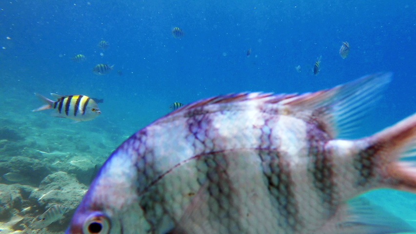 Underwater view school reef fish sergeant major, floating on tropical sea wildlife. Exotic striped damselfishes swimming in warm ocean water