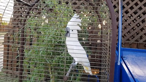 White cockatoo in a cage. A large parrot cockatoo walks around the cage. Cockatoo in captivity