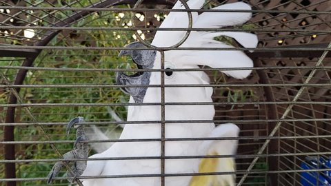 White cockatoo in a cage. Cockatoo flaps its wings in a cage. Cockatoo screams and flaps its wings in a cage