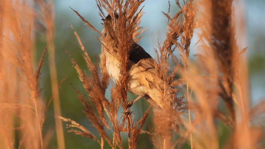 marsh warbler (acrocephalus palustris) sitting on the reeds and sings, natural sound
