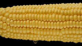 Corn Cob on black background, macro view. Corn Seeds Texture. Sliding shot. 4K UHD video