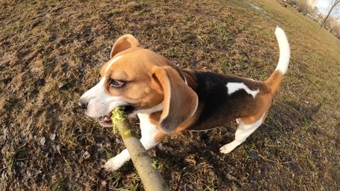 Playful beagle run with wooden branch in jaws, slow motion shot. Unusual perspective, action camera attached to stick. Dog play with owner at city park in early spring, brown dead grass on field