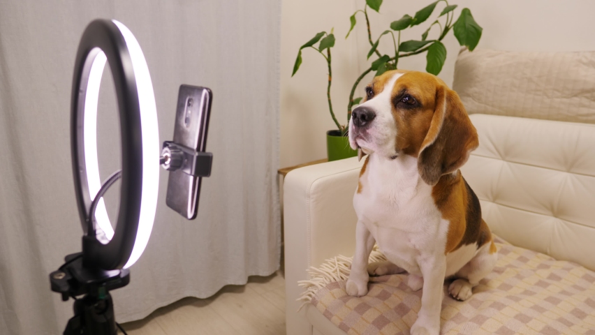 Amusing dog stretch neck and touch phone by nose, then get back and sit on sofa in begging position, move paws in air. Online translation or streaming using smartphone with ring light Royalty-Free Stock Footage #1078523783