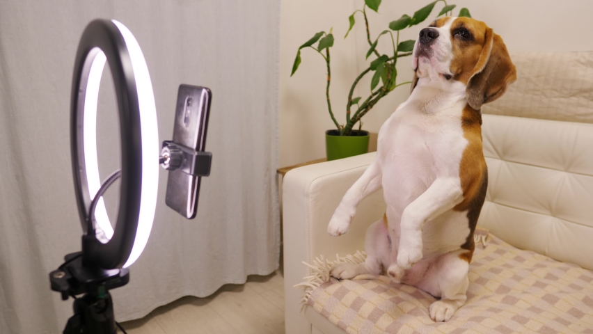 Amusing dog stretch neck and touch phone by nose, then get back and sit on sofa in begging position, move paws in air. Online translation or streaming using smartphone with ring light | Shutterstock HD Video #1078523783