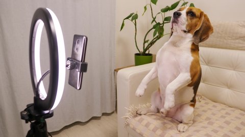 Amusing dog stretch neck and touch phone by nose, then get back and sit on sofa in begging position, move paws in air. Online translation or streaming using smartphone with ring light