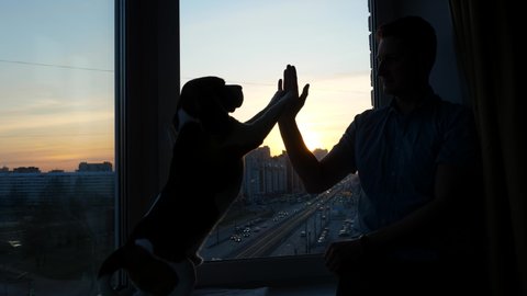 The man hold his hand for high five, the dog lift up and touch his palm with front paws. Shadow figures against room window. Owner spend many time at home with pet during quarantine or isolation