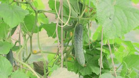 A healthy cucumber hangs in the green foliage, the hand picks it off. It's harvest time. Healthy food concept, vegetarian diet of raw food. Non-GMO organic food. Background, splash. UHD 4K.