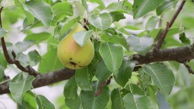 An appetizing pear hangs in green foliage, a hand picks it off a branch. It's time to harvest the fruits. Healthy food concept, vegetarian diet of raw food. Non-GMO organic food. Background, splash.