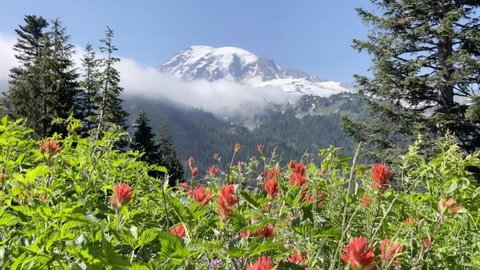 Mount Rainier in spring time with blooming wildflowers 