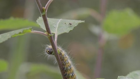 Buff-tip Moth Caterpillar Eating a leaf