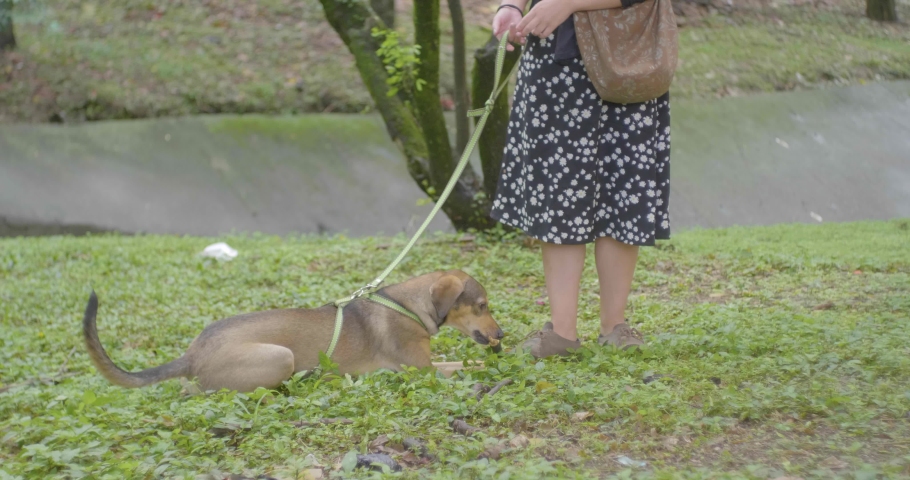 A Mixed-Breed Dog Plays with a Log while a Dark Hair Woman Tries to Pull and Scold her because it Ignores her in a Public Garden in Medellin, Colombia  