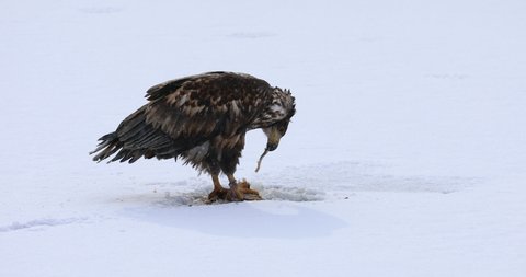 Sea eagle with caught fish. White-tailed eagle, Haliaeetus albicilla, tears killed pike, Esox lucius, on frozen lake. Majestic bird hunting. Wildlife from winter nature. The largest eagle in Europe.