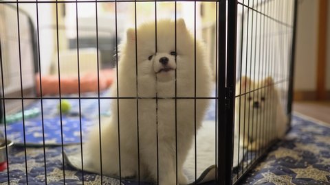 Cute pretty white fur hair pomeranian spitz dogs in the aviary. Dog breeding business concept. 