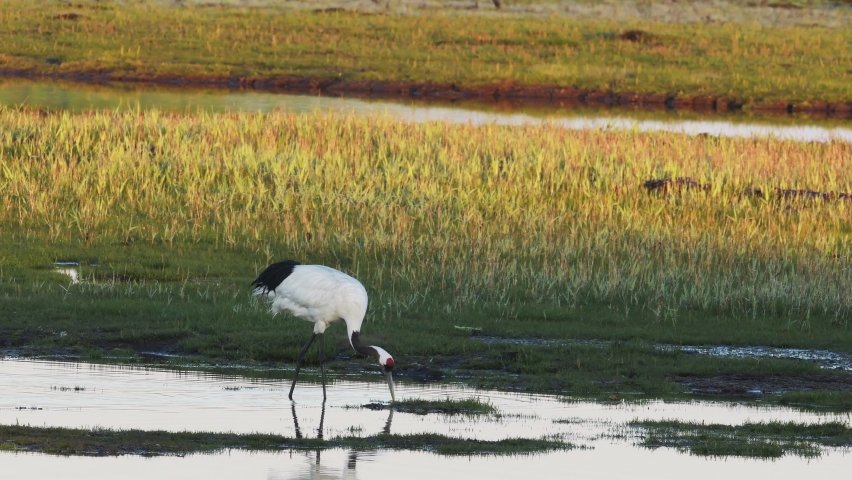 red crowned crane in japan