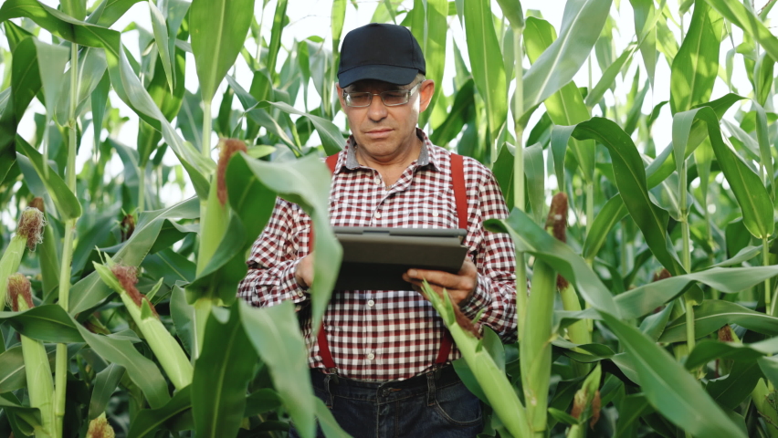 Farmer monitoring his corn crop with a tablet. Senior man farmer with digital tablet working in field smart farm in a field with corn. Modern technology Royalty-Free Stock Footage #1078569119