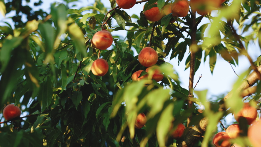 Colorful fruit on tree ready to harvesting in summertime. Fluffy peach fruit and green leaves in garden. Peaches and green leaves in summer garden. Peach orchard with ripe peaches. Royalty-Free Stock Footage #1078569290