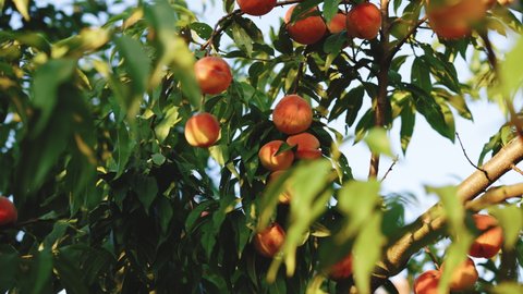 Colorful fruit on tree ready to harvesting in summertime. Fluffy peach fruit and green leaves in garden. Peaches and green leaves in summer garden. Peach orchard with ripe peaches.