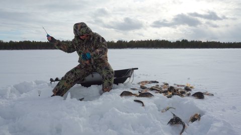 Fisherman in action. Catching perch fish. ice sports, fishing