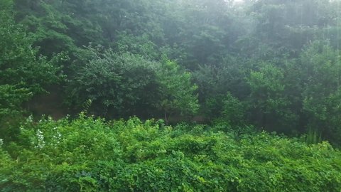 Trees and bushes in the park during heavy rain with wind in summer
