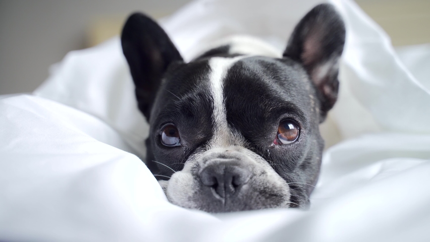 portrait adorable little french bulldog lying on a bed under white blanket, sad looking into the camera. Close up Cute pet at home alone. Indoors. Poor sick tired bored care dog and animals concept Royalty-Free Stock Footage #1078575506
